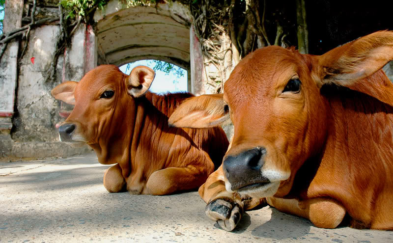 Giải đáp chi tiết mơ thấy bò đánh con gì?